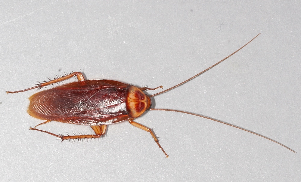 How To Get Rid Of Large Cockroaches Naturally How To Get Rid Of Large Cockroaches Naturally