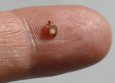 Where Can I Buy Lavender Oil For Bed Bugs Where Can I Buy Lavender Oil For Bed Bugs