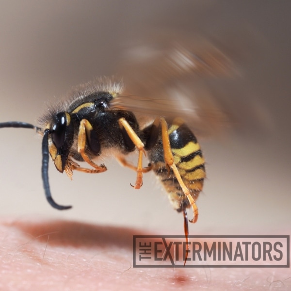 Wasp Sting: Symptoms, Treatments & Complications