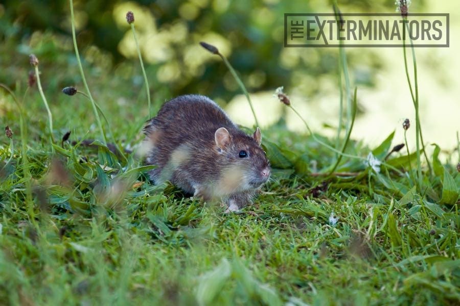 how to control rats in the garden how to control rats in the garden